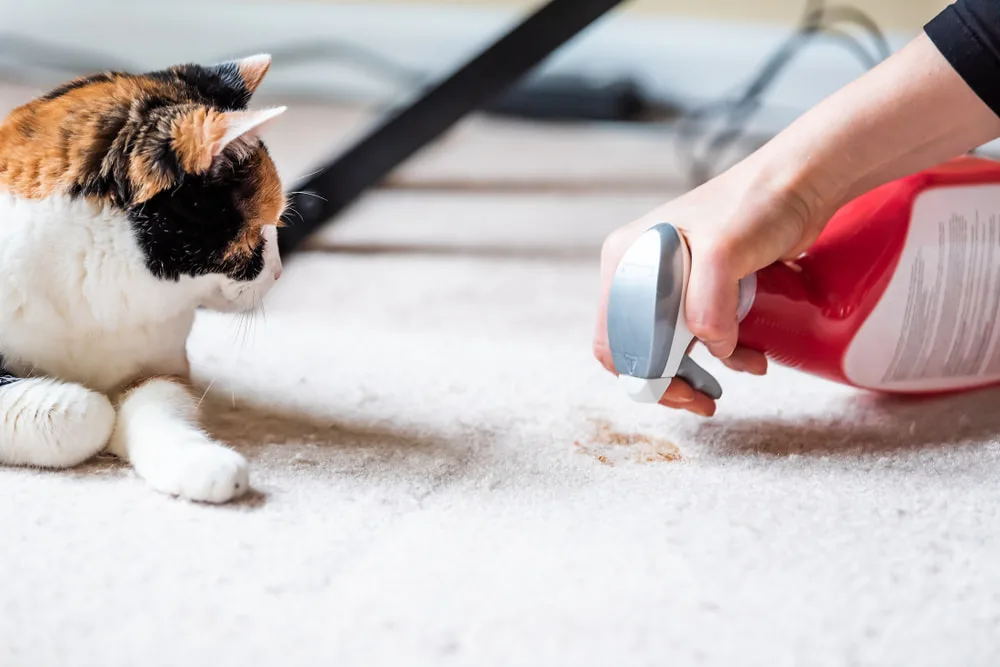 How to Get a Clean House With Pets